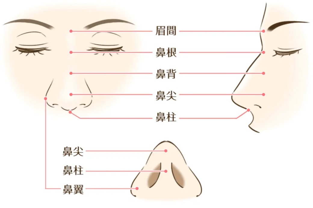 鼻の部位(グローバルビューティークリニックHPより引用)の画像