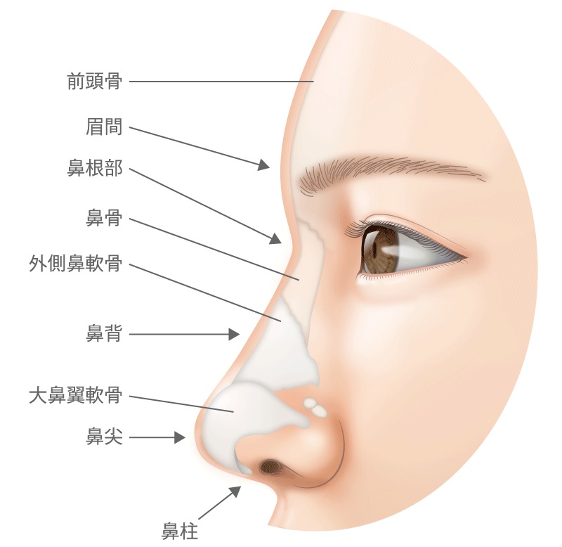 鼻の部位（高須クリニックHPより引用）の画像
