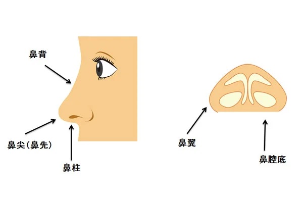 鼻の部位（ジュンクリニックHPより引用）の画像