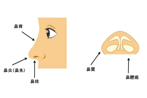 鼻の部位（ジュンクリニックHPより引用）