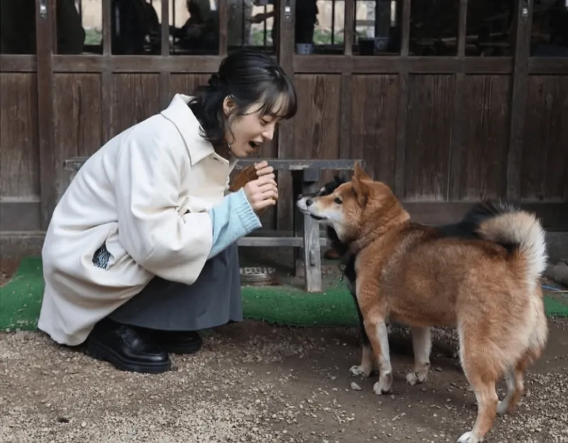 柴犬を可愛がる朝倉あき