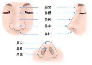 鼻の部位の名称（出典：サフォクリニック公式サイト）