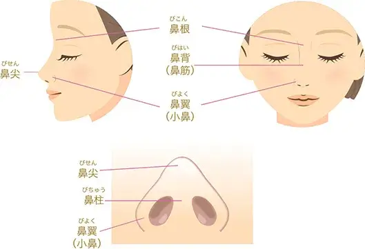 鼻の部位と特徴の説明画像